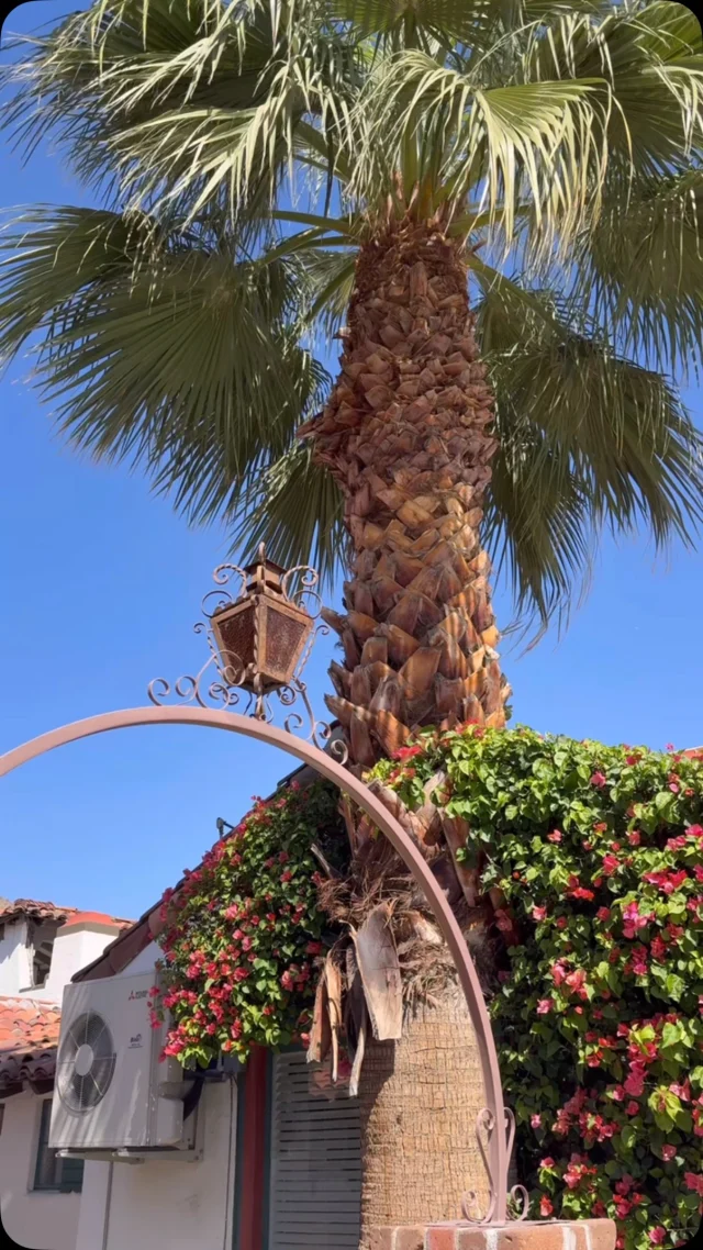 A day trip to Palm Springs & Joshua Tree🗺️🌵

#travelreel #palmsprings #joshuatree